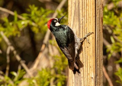 Napa Solano Birds