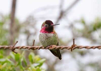 Napa Solano Birds