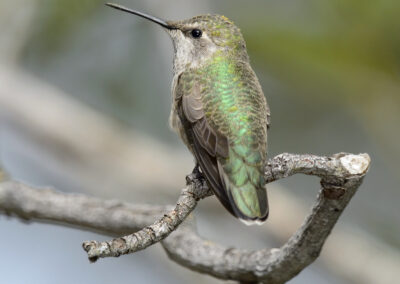 Napa Solano Birds