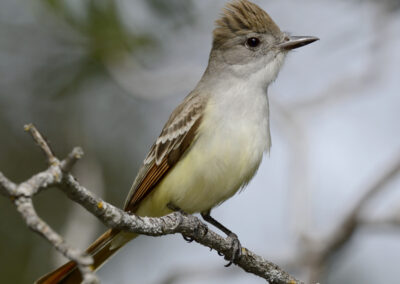 Napa Solano Birds