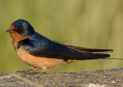 Napa Solano Birds