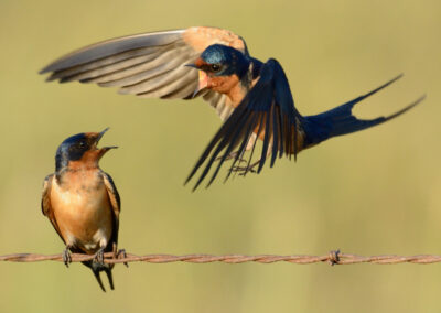 Napa Solano Birds