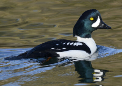 Napa Solano Birds