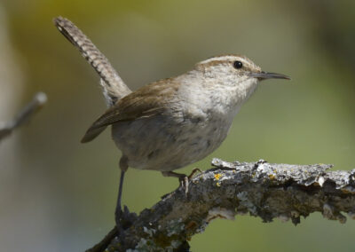 Napa Solano Birds