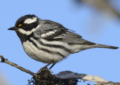 Napa Solano Birds