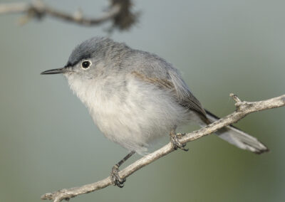 Napa Solano Birds