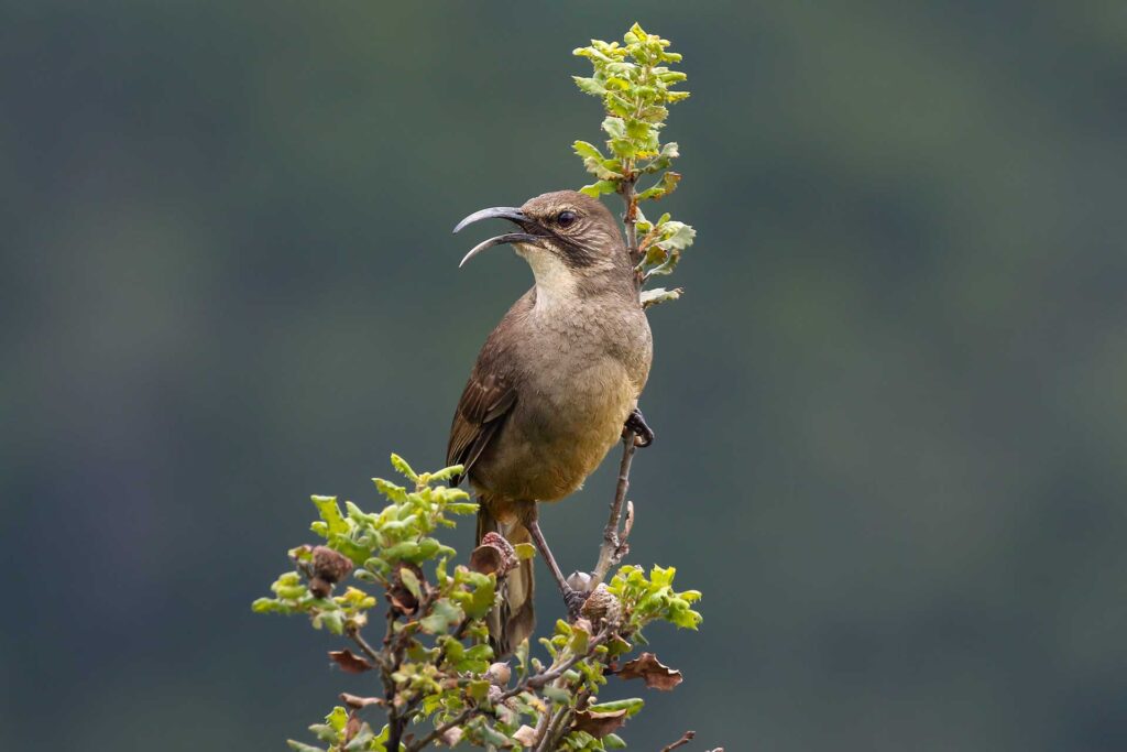 Napa Solano Birds