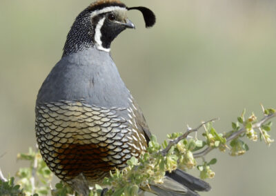 Napa Solano Birds