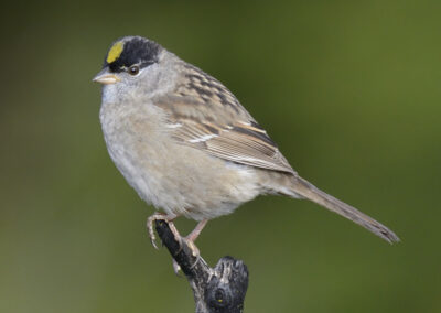 Napa Solano Birds