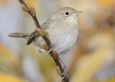 Napa Solano Birds