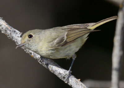 Napa Solano Birds