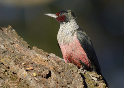 Napa Solano Birds