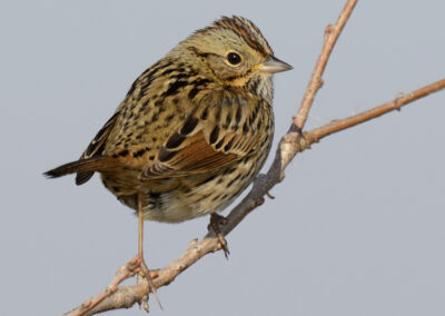 Napa Solano Birds