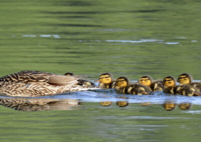 Napa Solano Birds