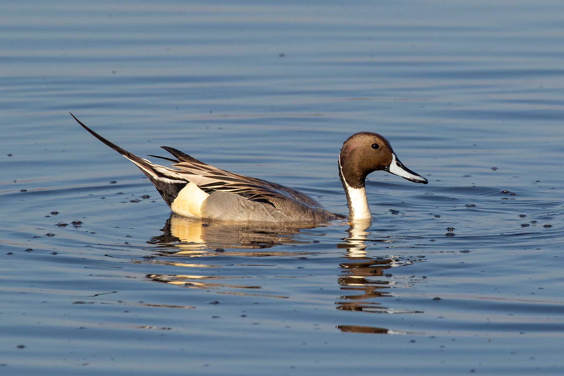 Napa Solano Birds