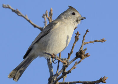 Napa Solano Birds