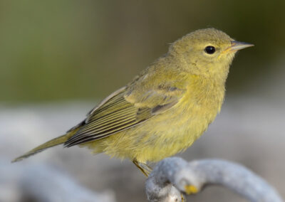 Napa Solano Birds