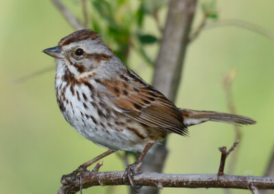 Napa Solano Birds