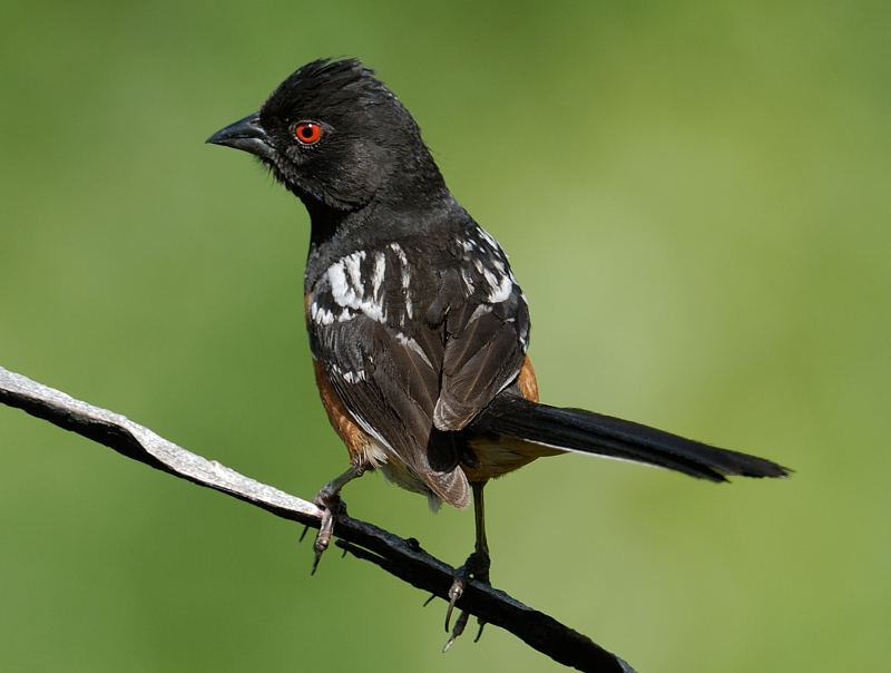 Napa Solano Birds