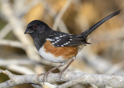 Napa Solano Birds