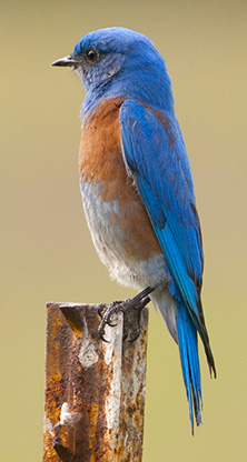 Nestbox Trails