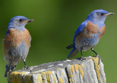 Napa Solano Birds