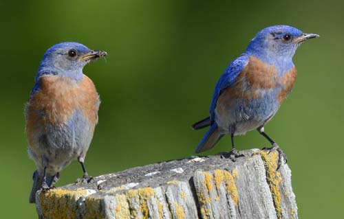 Napa Solano Birds