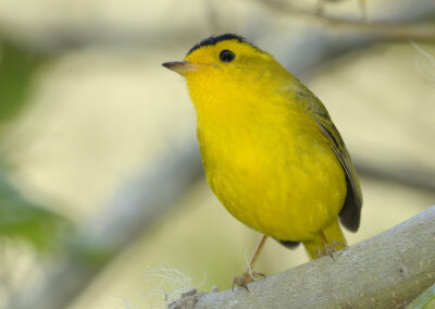 Napa Solano Birds