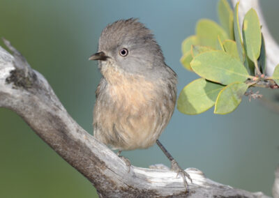 Napa Solano Birds