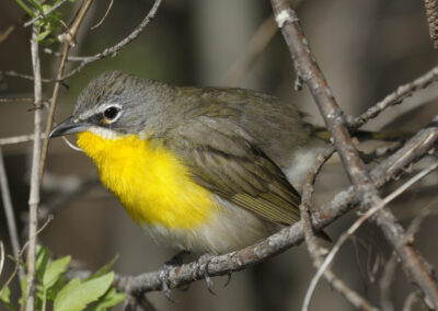 Napa Solano Birds