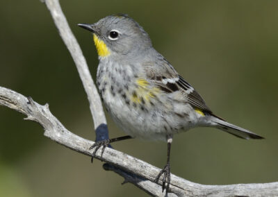 Napa Solano Birds