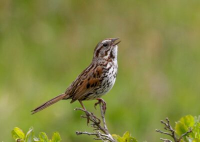 Napa Solano Birds