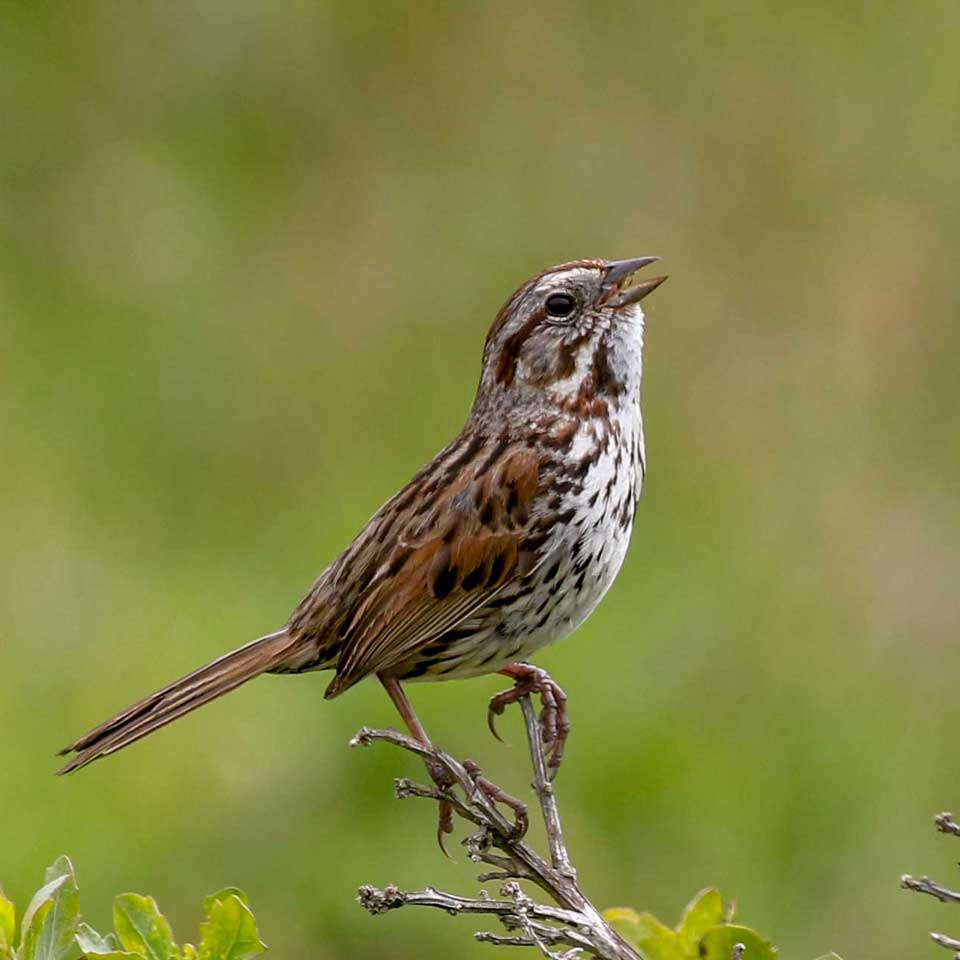 Song Sparrow