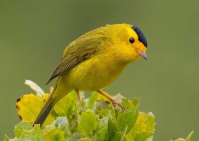 Wilson's Warbler