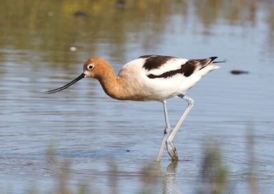 American Avocet