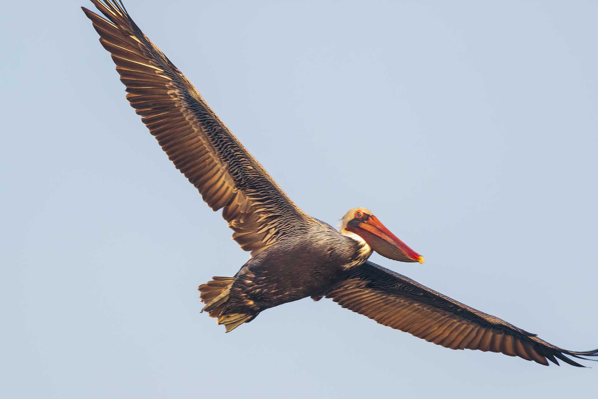 Cormorants