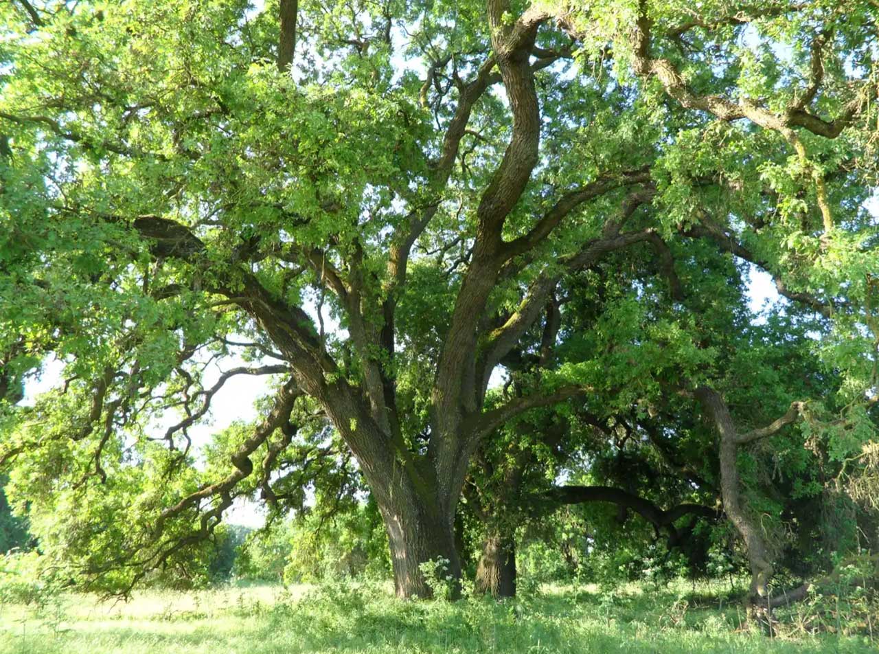 Habitat Restoration Publications