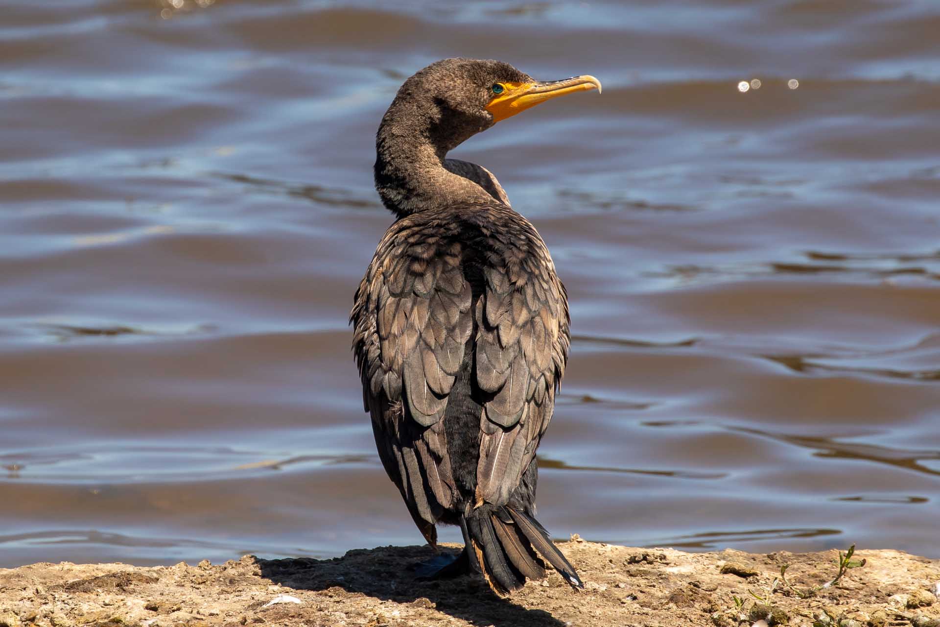 Cormorants