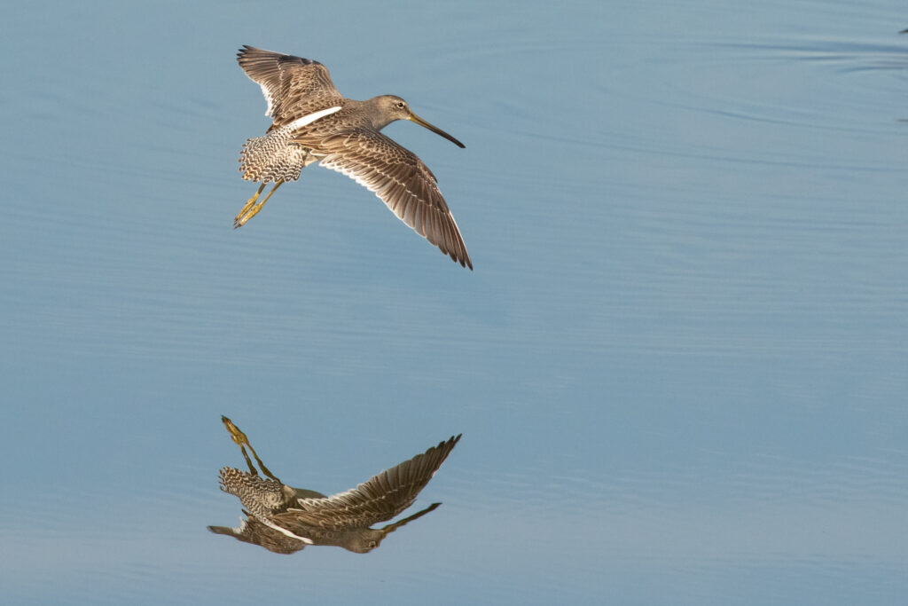 Angwin Christmas Bird Count