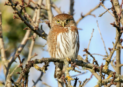 Northern Pygmy Owl