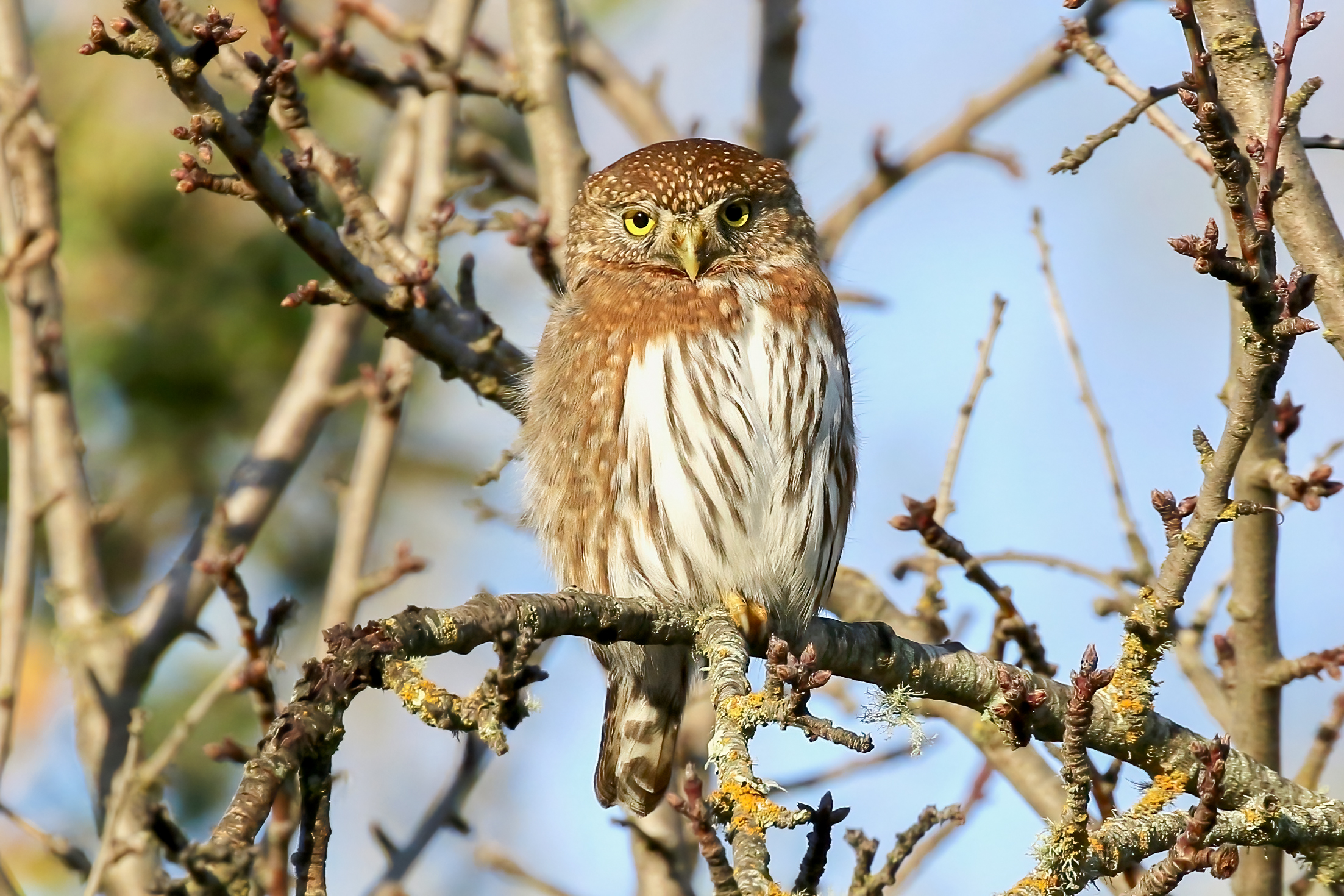 Northern Pygmy Owl