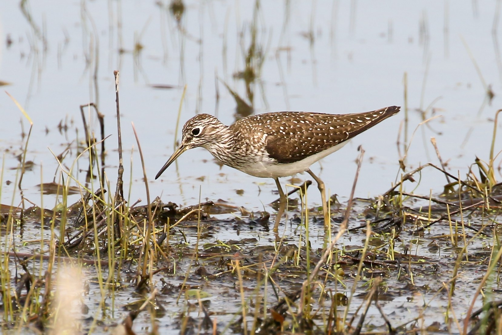 Huichica Wetlands