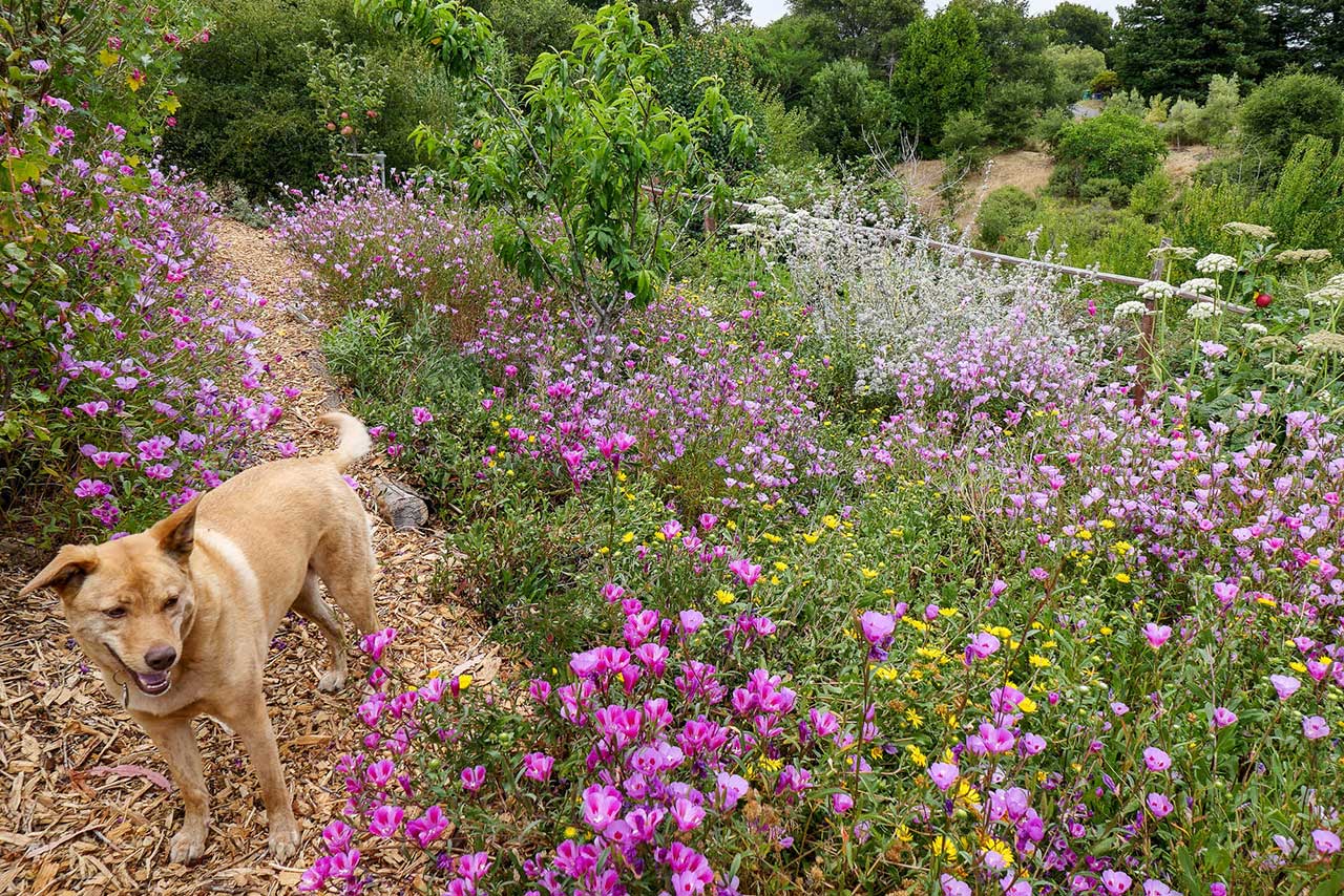 Native Plants