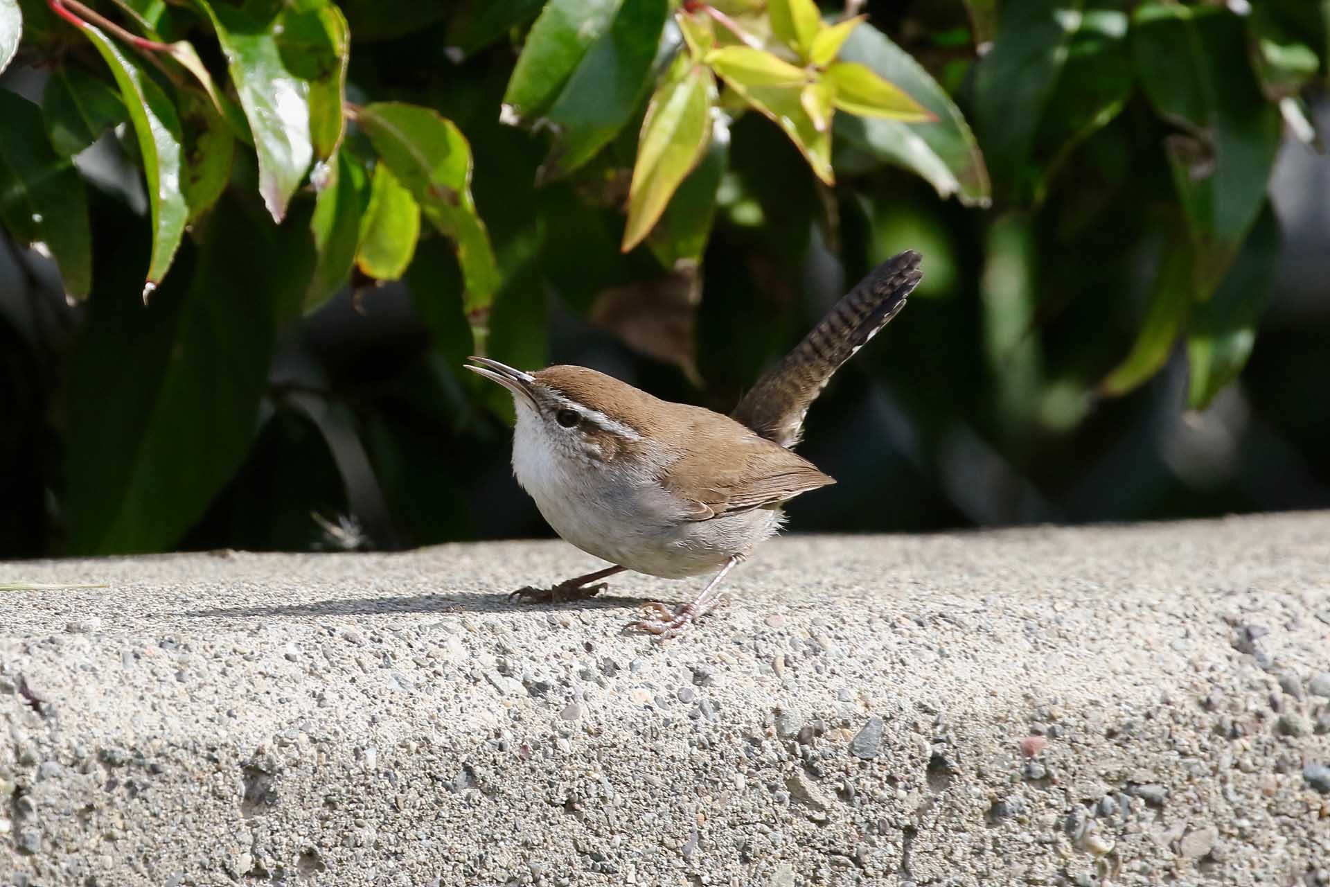 Chestnut-backed Chickadee