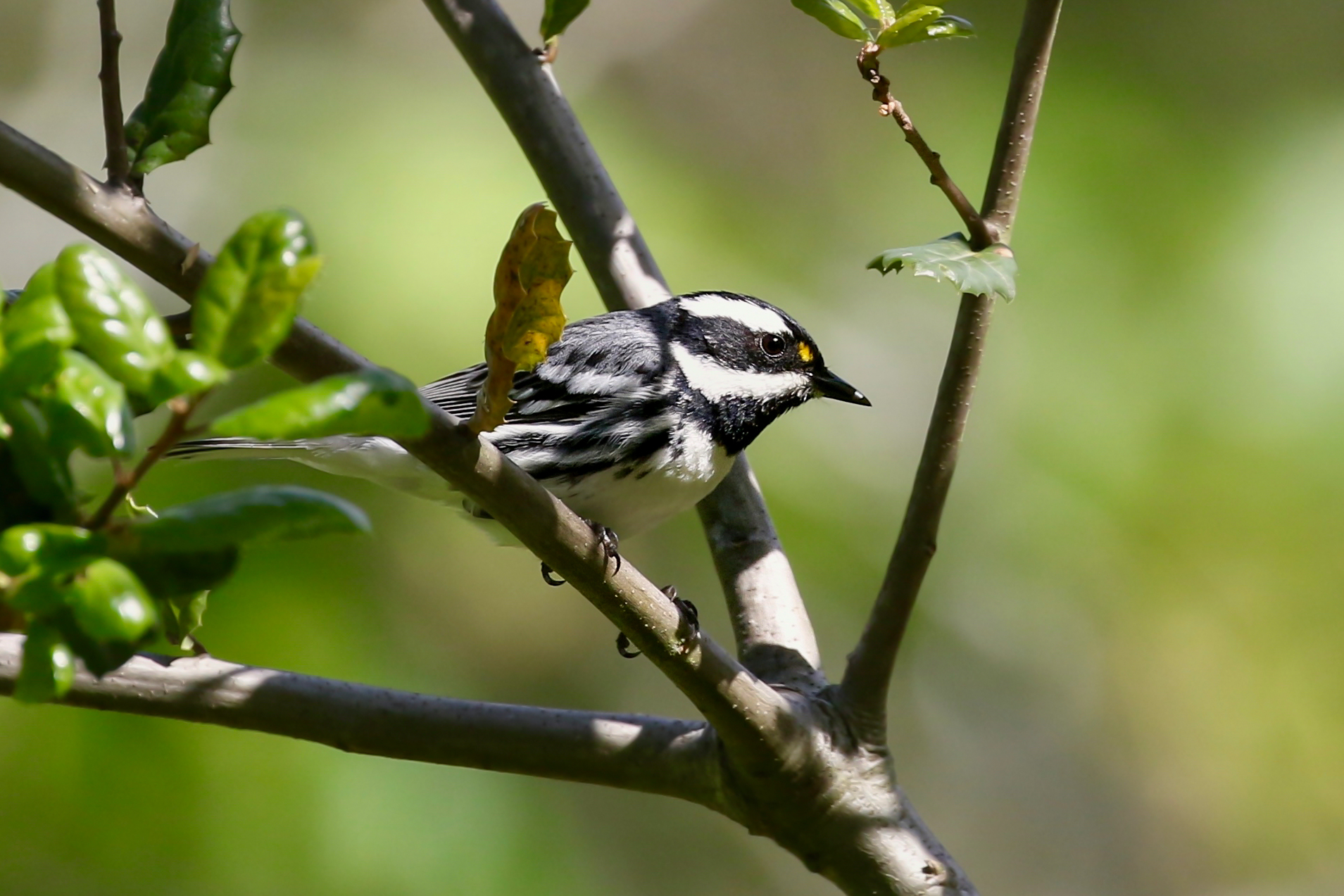 Chestnut-backed Chickadee