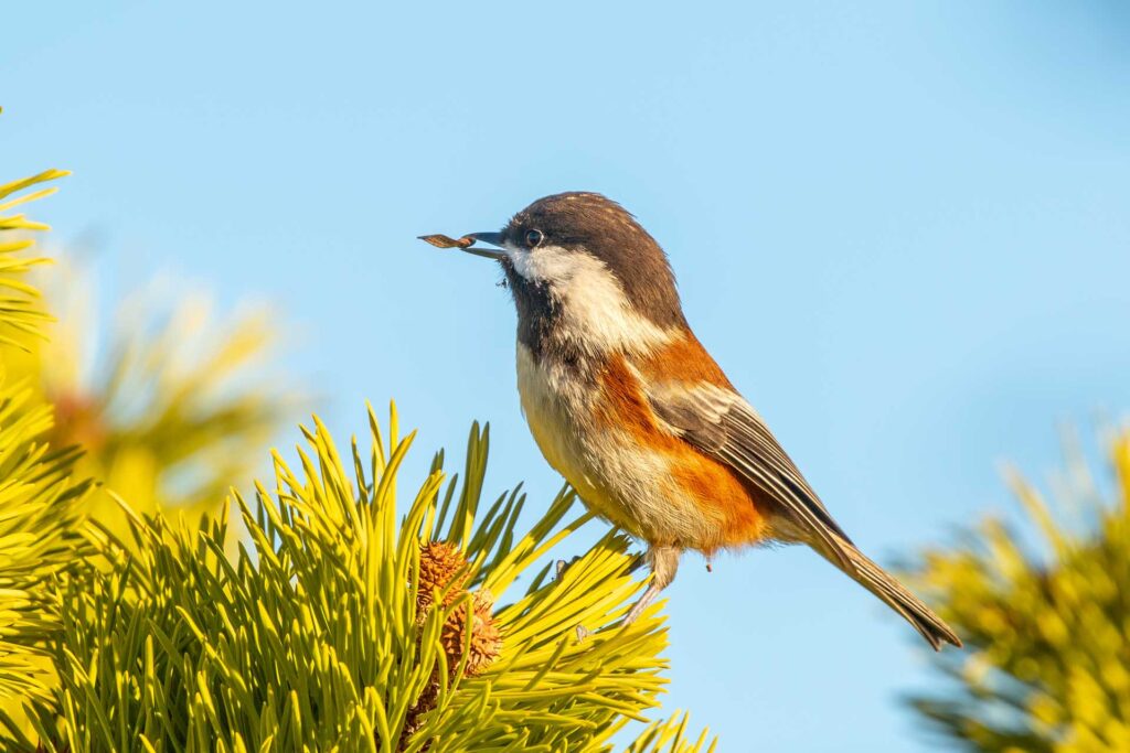 Chestnut-backed Chickadee