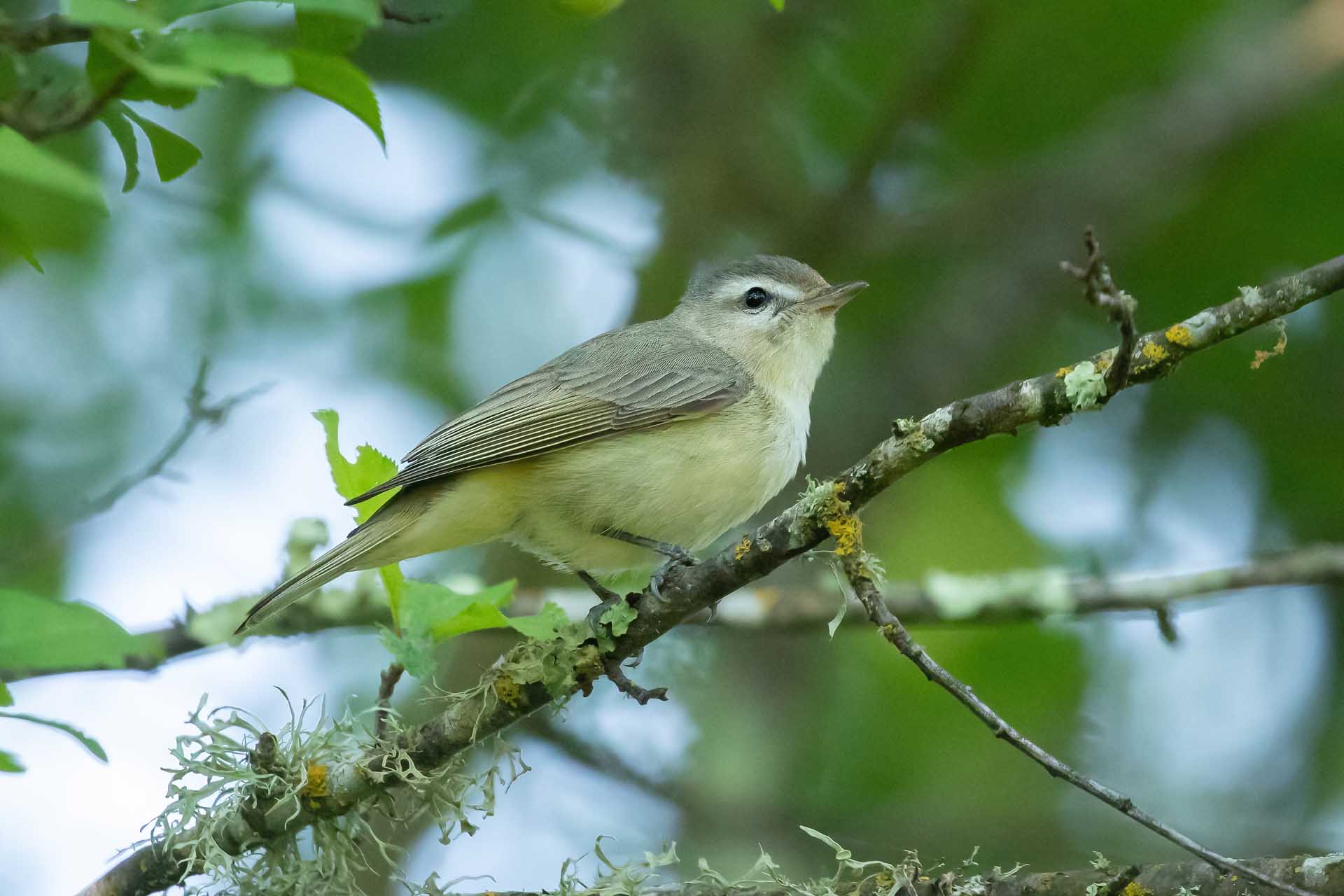 Chestnut-backed Chickadee