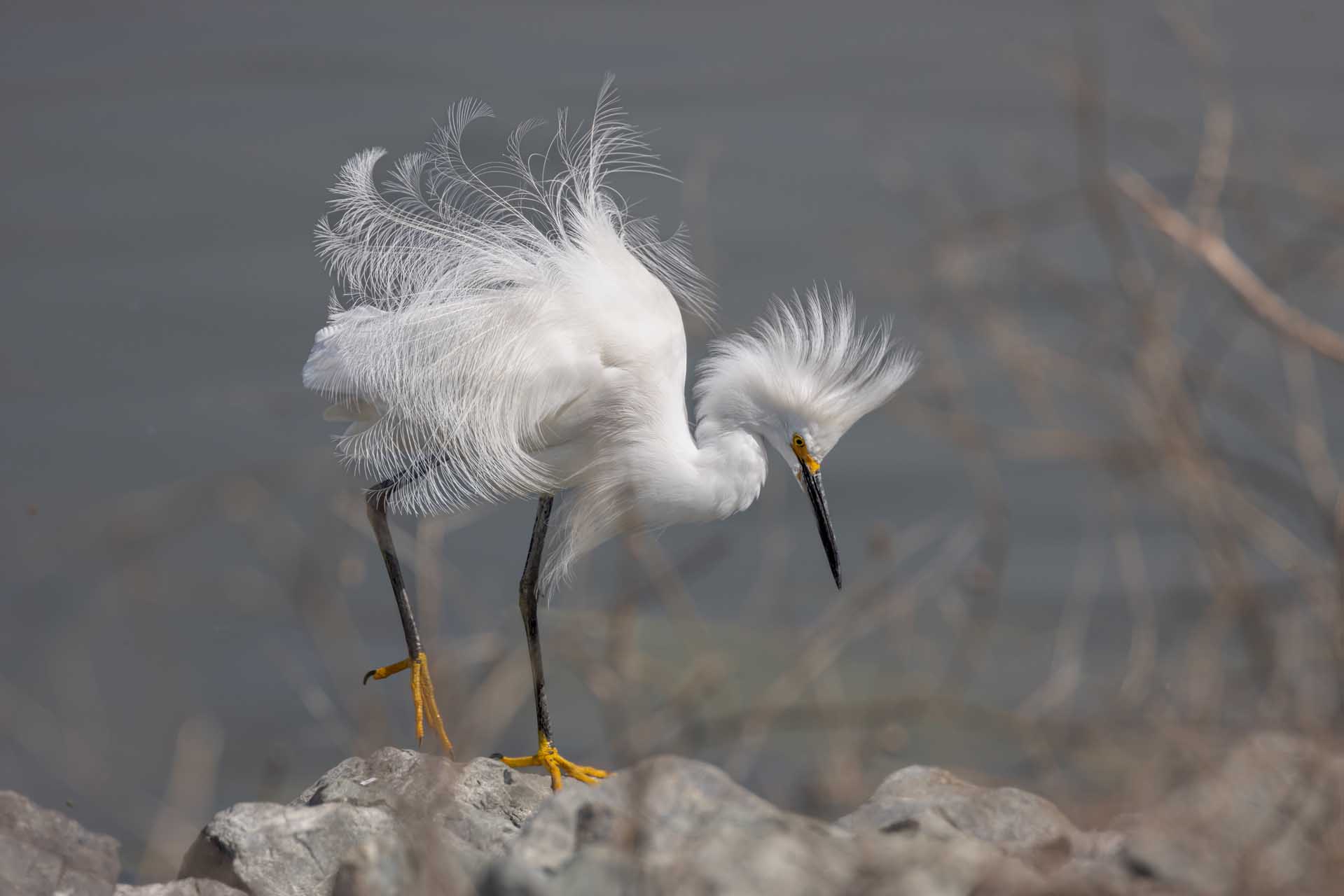 Napa Solano Birds