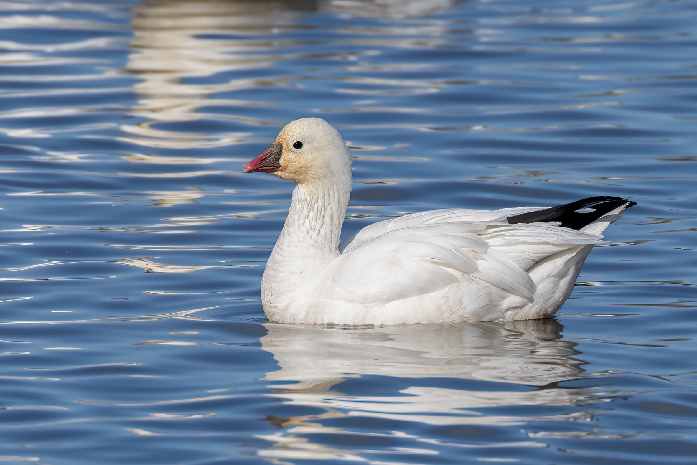Ross’s Goose_MS_7I3A8327-Edit